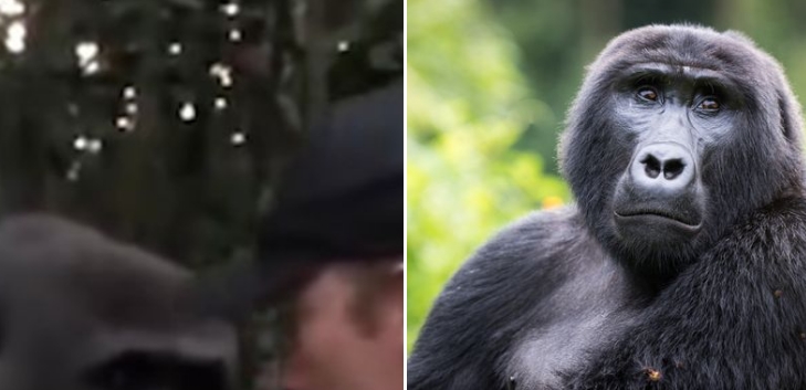 Er verhalf einem Gorilla in die Freiheit – Jahre später kommt es zum emotionalen Wiedersehen